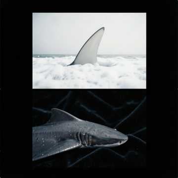 King & Queen Sharks