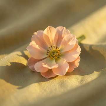 Flor Que Se Cheira