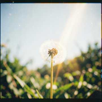 LIGHT