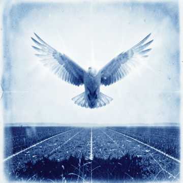 Fly Fly