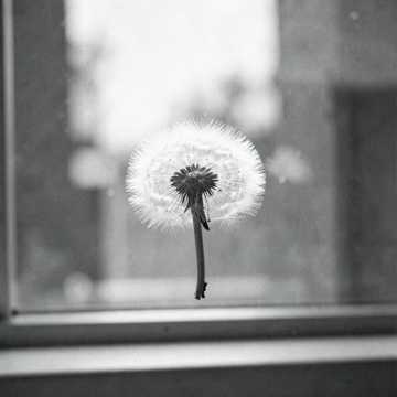 Rise Again
