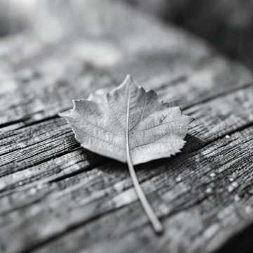 Dry Leaf Pulse