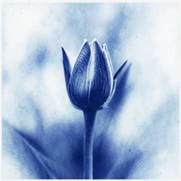 Blossom