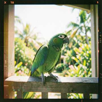 Pablo the Parrot