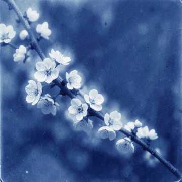 Heat Waves and The Cherry Tree