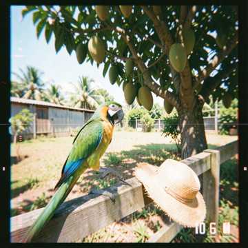 Parrot On The Rail
