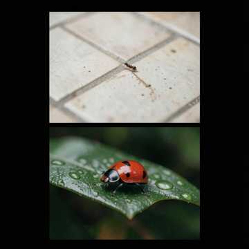 Bugs on Parade