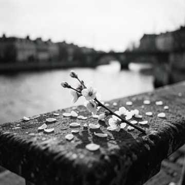 Cherry à Paris