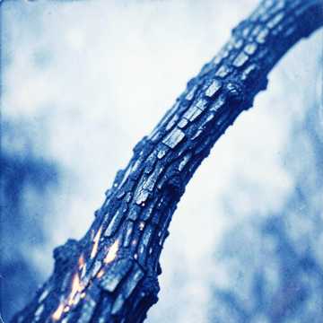 Krummes Holz