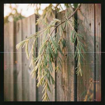 Whispering Willow Strings