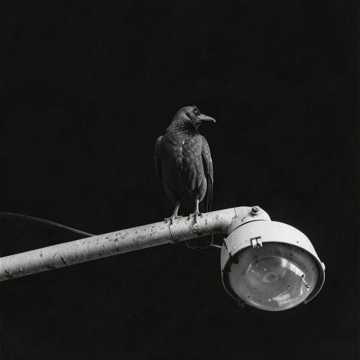 Crows on Silent Streets