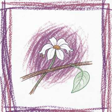 Funeral Flowers