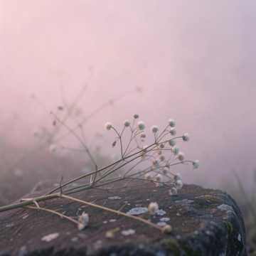 Echoes in Pink Fog