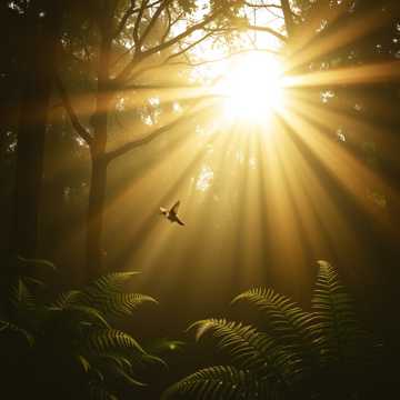 Sunrise Canopy Whisper Sunrise Canopy Whisper