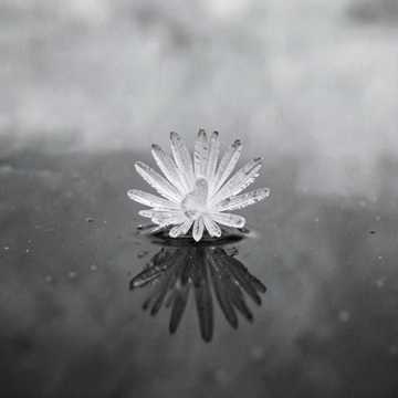 Llanto En El Hielo