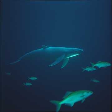 In the Belly of The Whale 