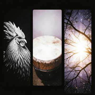Rhythms of Dawn in the Wild