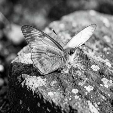 Schmetterlinge im Bauch