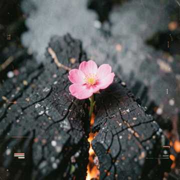 The last blossom 