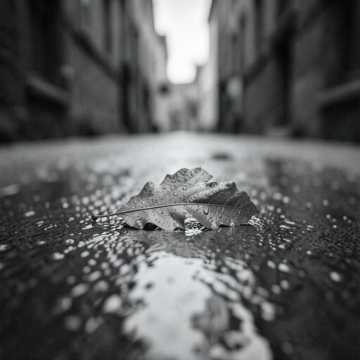 雨落萌芽