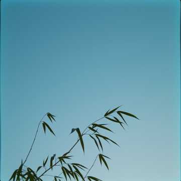 Stranger in foreign sky