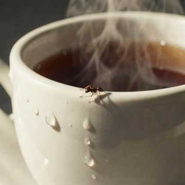 Ant in a tea cup