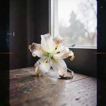 BEAUTIFUL THINGS STILL DIE