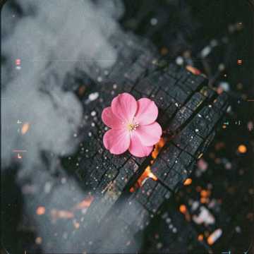 The last blossom The last blossom