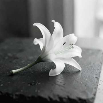 Still Water Bloom