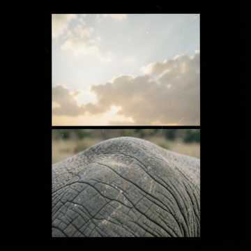 Elephant Tap