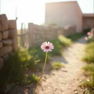 Un souffle de rose