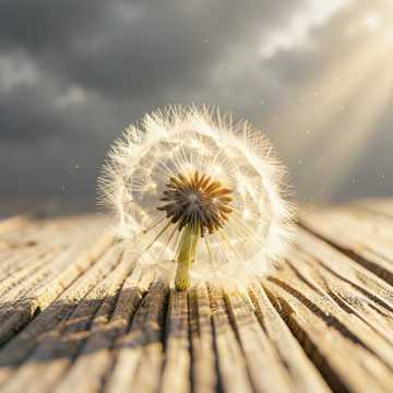 Dandelion