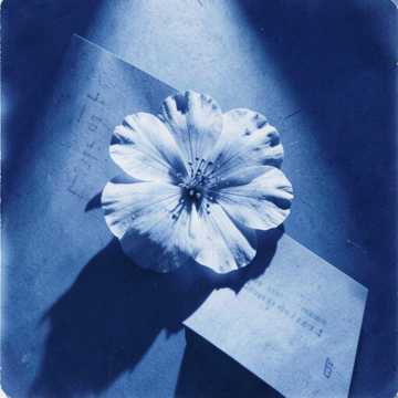 Pressed Flowers
