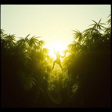 Sunrise Dance in Bamboo Breeze