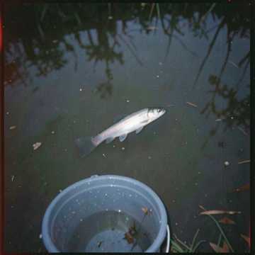 Silver Fish