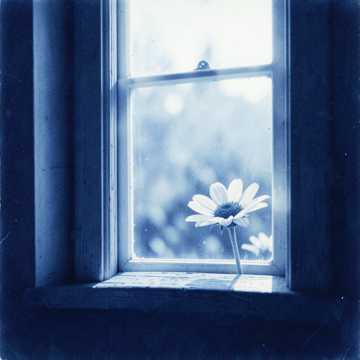 Bajo tu ventana