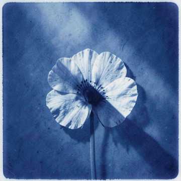 Pressed Flowers
