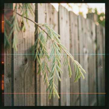 Whispering Willow Strings