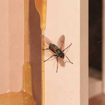 Mosca en tu piel