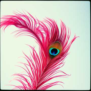 Eyes of The Beloved