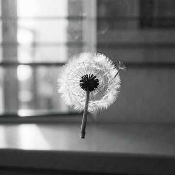 Rise Again