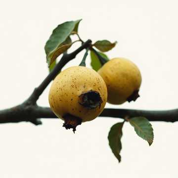 Fäloda Reletih - Schlimmer Zahn