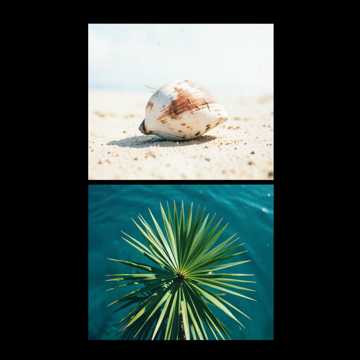 Coconut Life