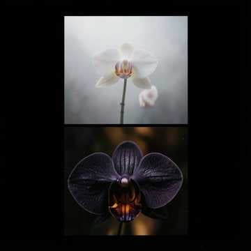 Black Orchid Letter