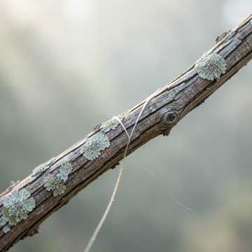 Echoes on a Willow String Echoes on a Willow String