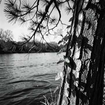 Riversong of the Broken Pines Riversong of the Broken Pines
