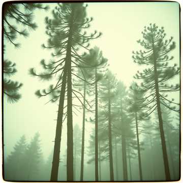 Sorry Through the Pines