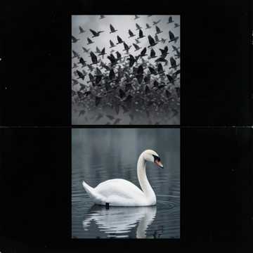 Der weiße Schwan Der weiße Schwan