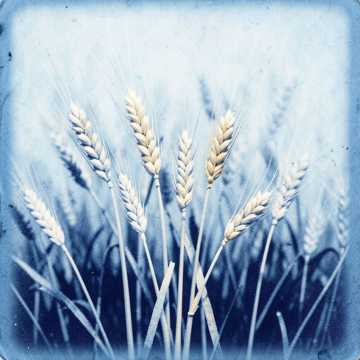Harvesting Hope in God's Timing