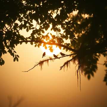 Sunrise Canopy Whisper